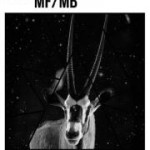 MF/MB 30/11 - 2012